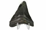 Fossil Megalodon Tooth - South Carolina #149397-2